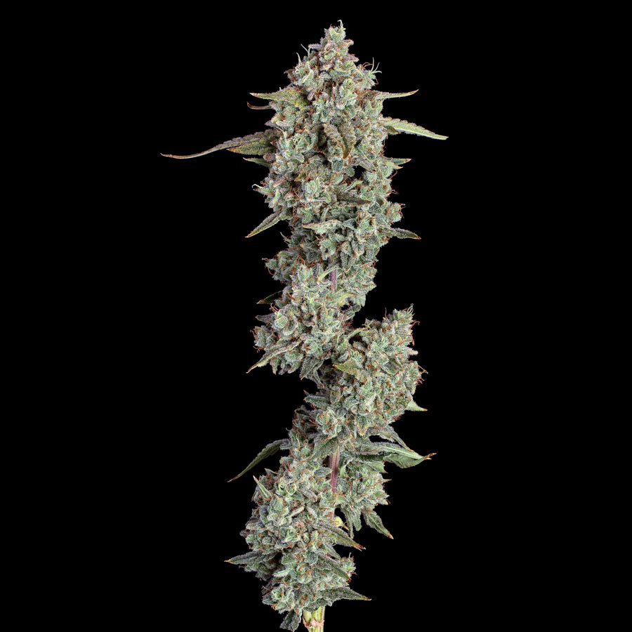 Pineapple Diesel 2