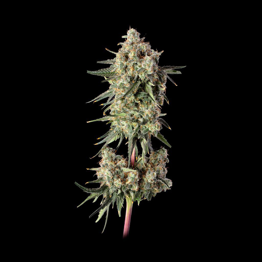 Haze Burger 2