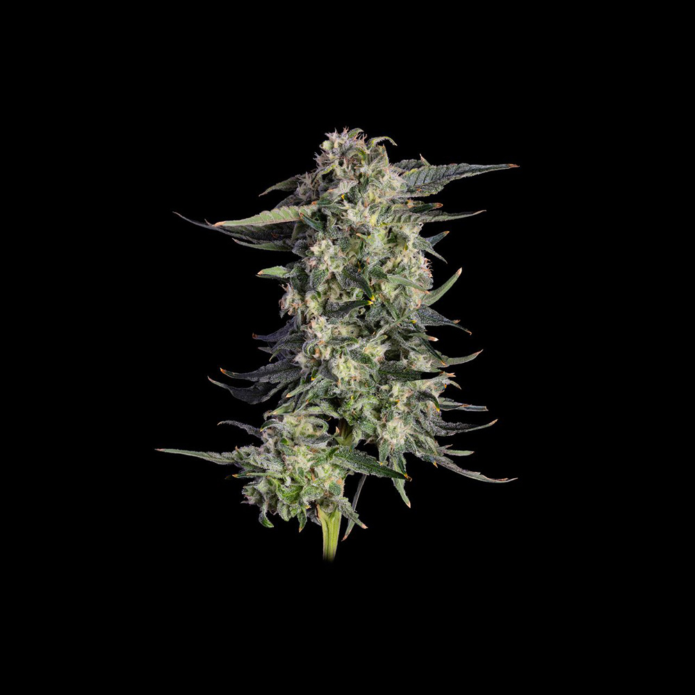 Super Lemon Sunset 2